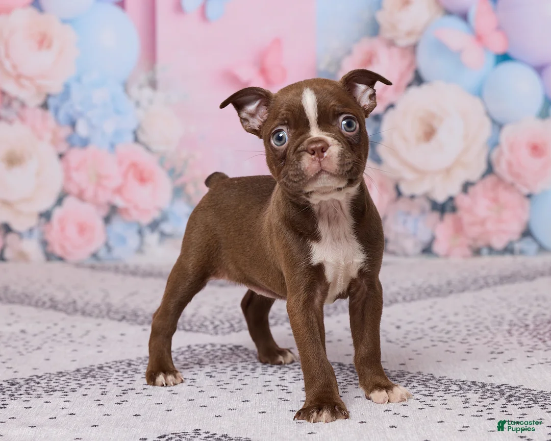 Boston Terrier dogs for sale: Rose - Ad 5