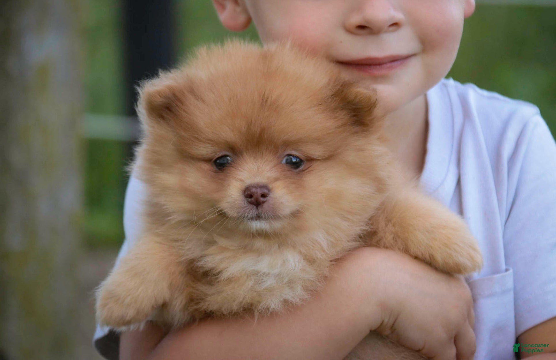 Pomeranian dogs Toulouse Pomeranian  - Ad 2