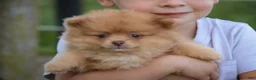 Pomeranian dogs for sale: Toulouse Pomeranian  - Ad 6