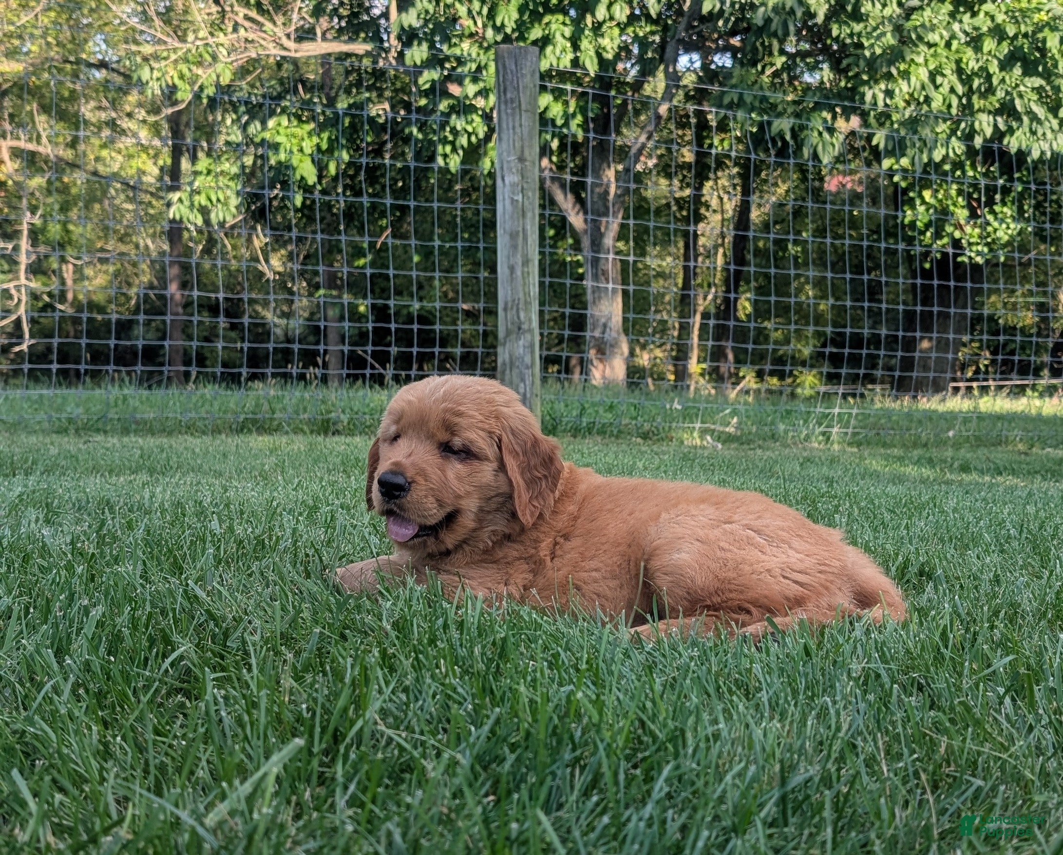 Golden Retriever dogs Laurel - Ad 1