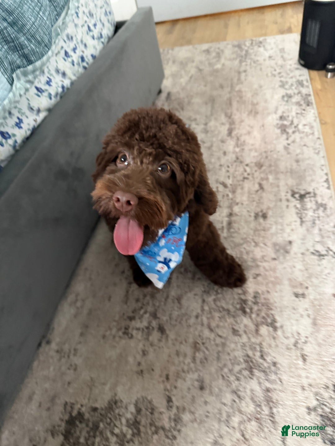 Cockapoo dogs for sale: Cockapoo Puppy 1 - Ad 2