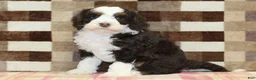 Mini Bernedoodle dogs for sale: Cody - Ad 4