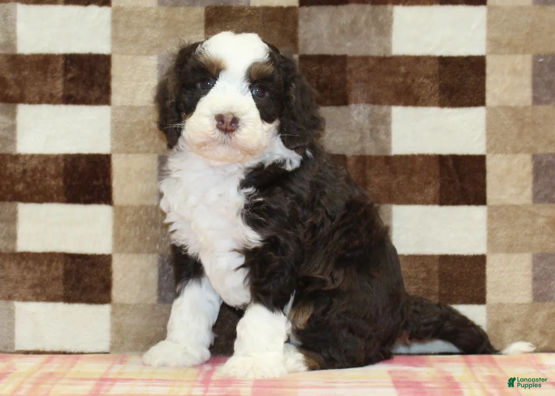 Mini Bernedoodle dogs for sale: Cody - Ad 4
