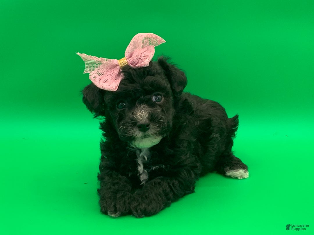 Toy Poodle dogs for sale: becky - Ad 4