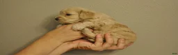 Cavapoo dogs for sale: Cavapoo 3 Twinkle - Ad 23