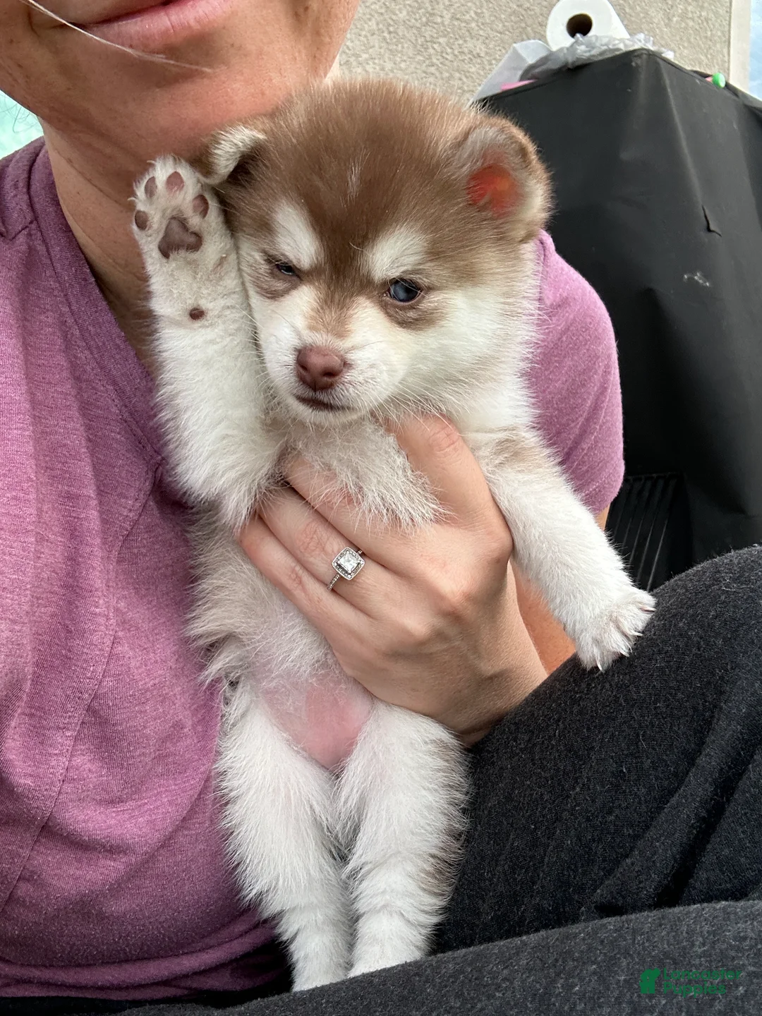 Pomsky dogs for sale: Poppy Teacup/Micro Pomsky - Ad 2