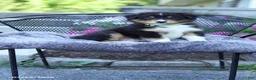 Australian Shepherd dogs for sale: Russell - Ad 2
