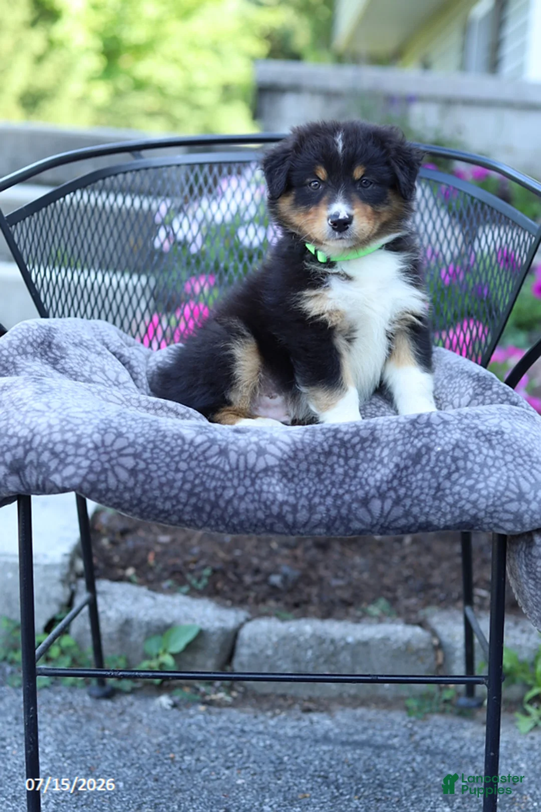 Australian Shepherd dogs for sale: Russell - Ad 2