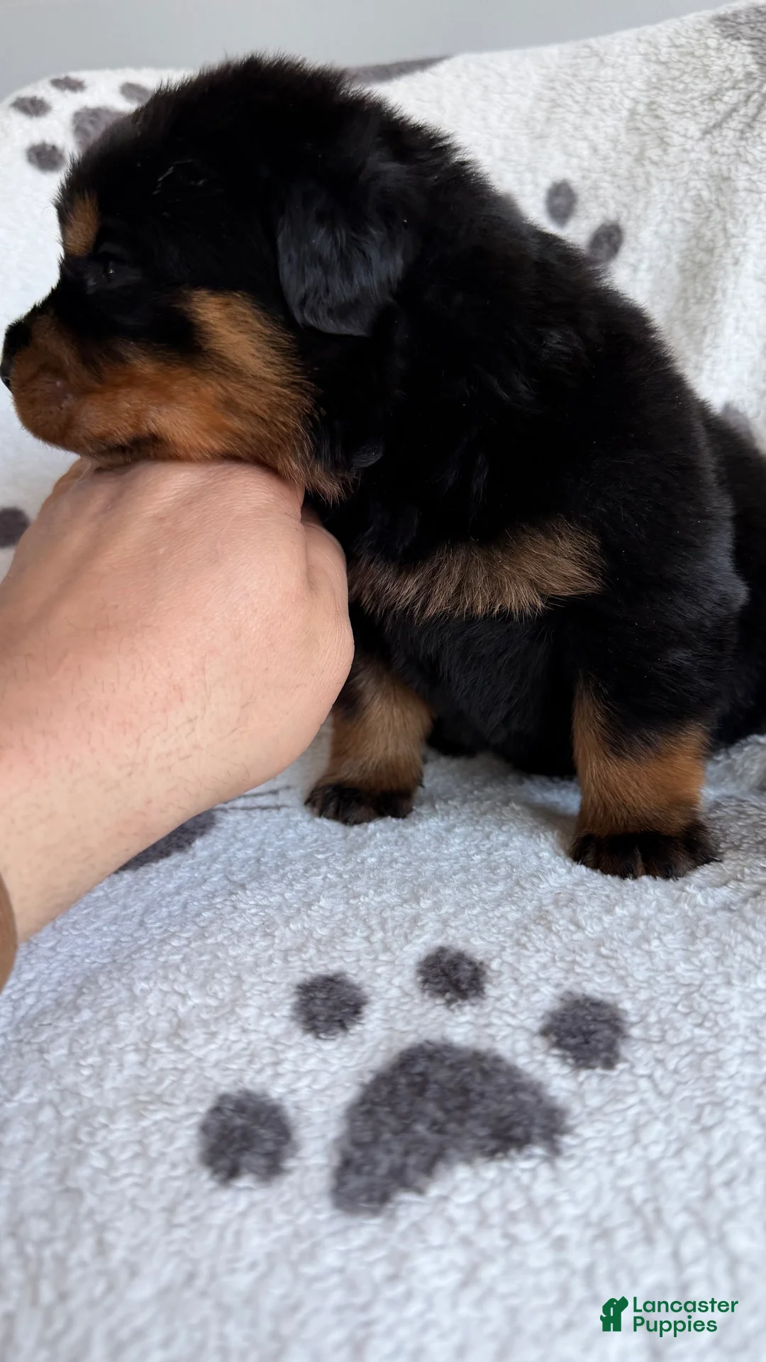 Rottweiler dogs for sale: Jackson - Ad 5