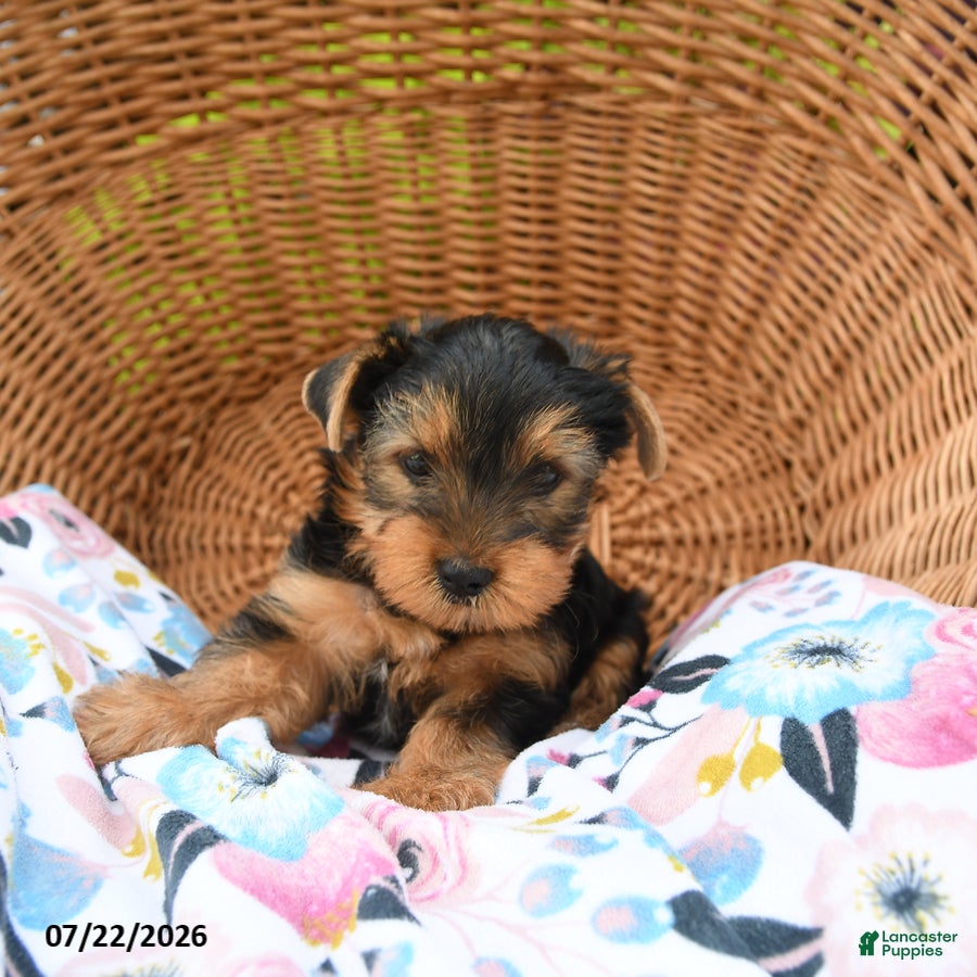 Yorkshire Terrier dogs Tigger - Ad 2
