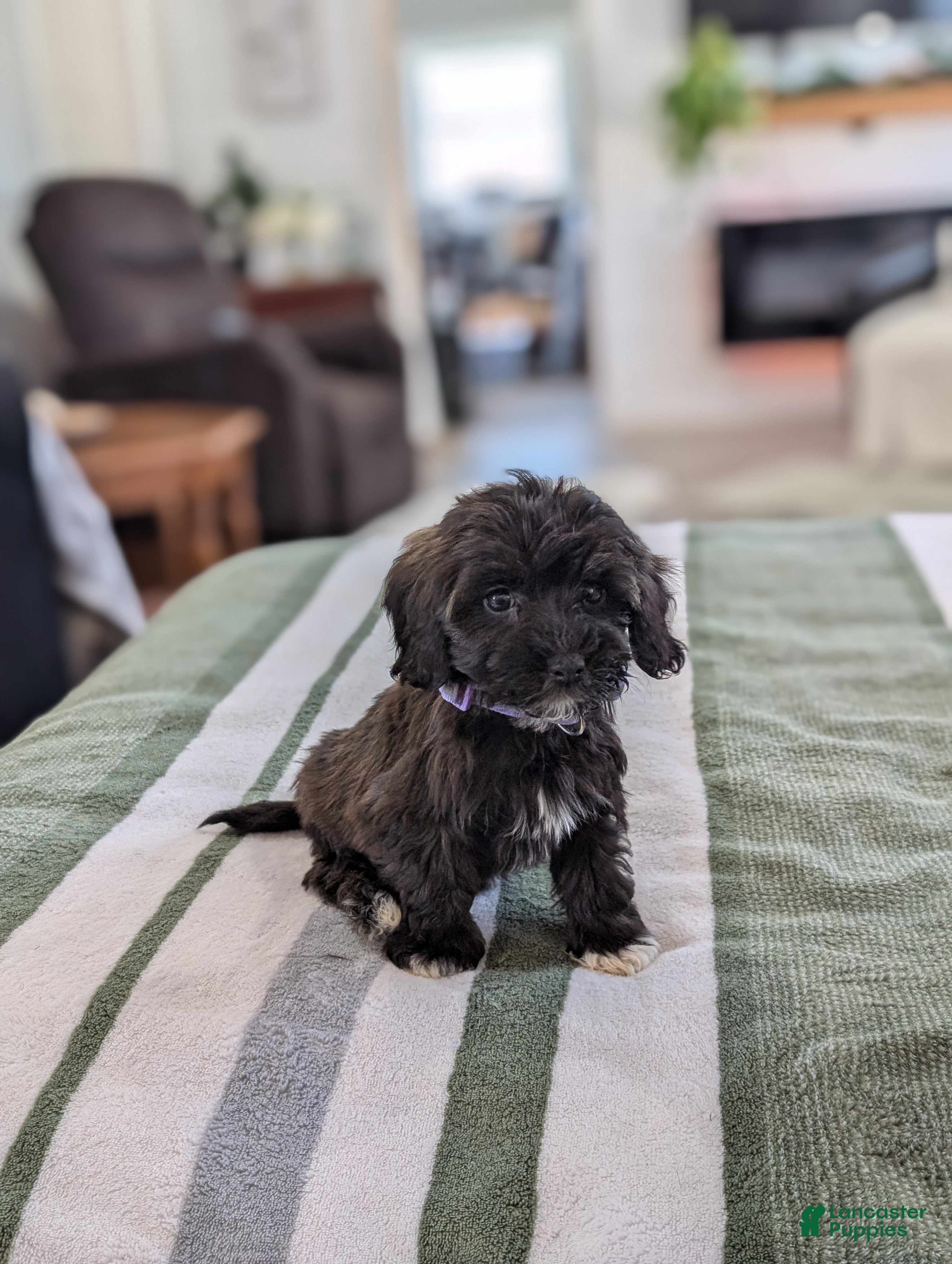 Havapoo dogs Candy  - Ad 2