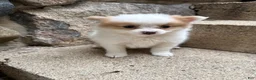Pomeranian dogs for sale: Rudy - Ad 7