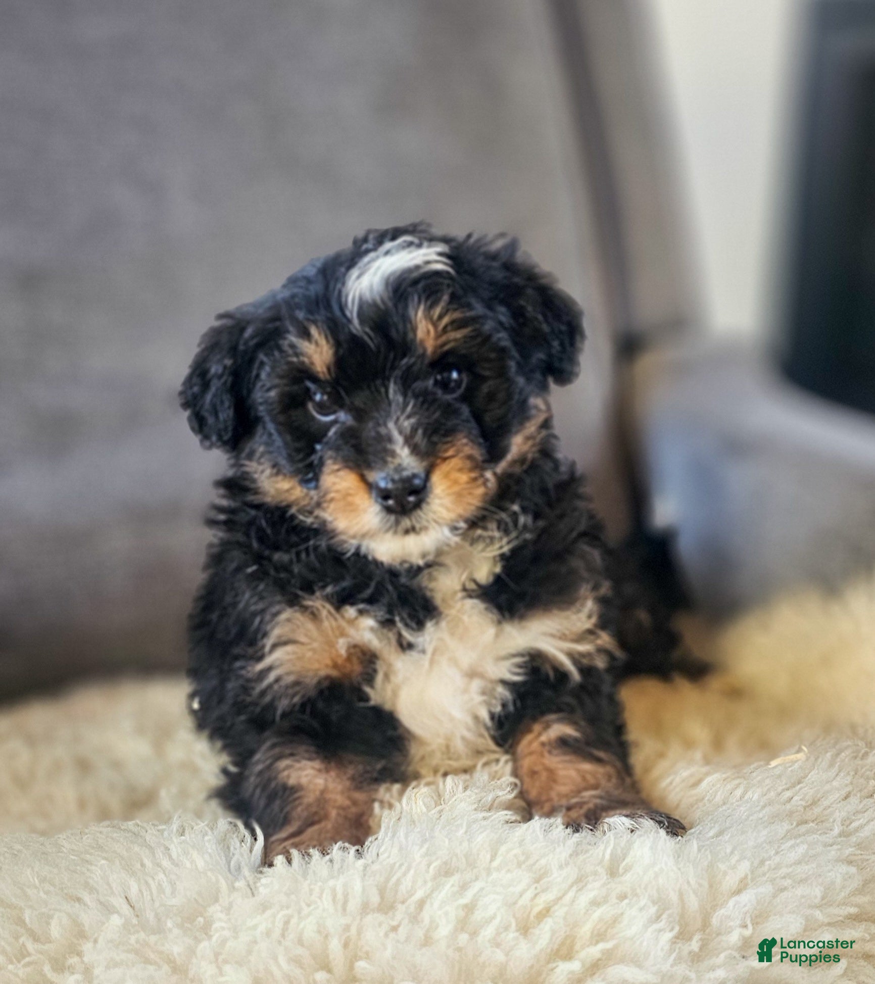 Mini Bernedoodle dogs Wilma - Ad 1