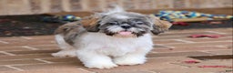 Shih Tzu dogs for sale: Snickers (Neutered) - Ad 13