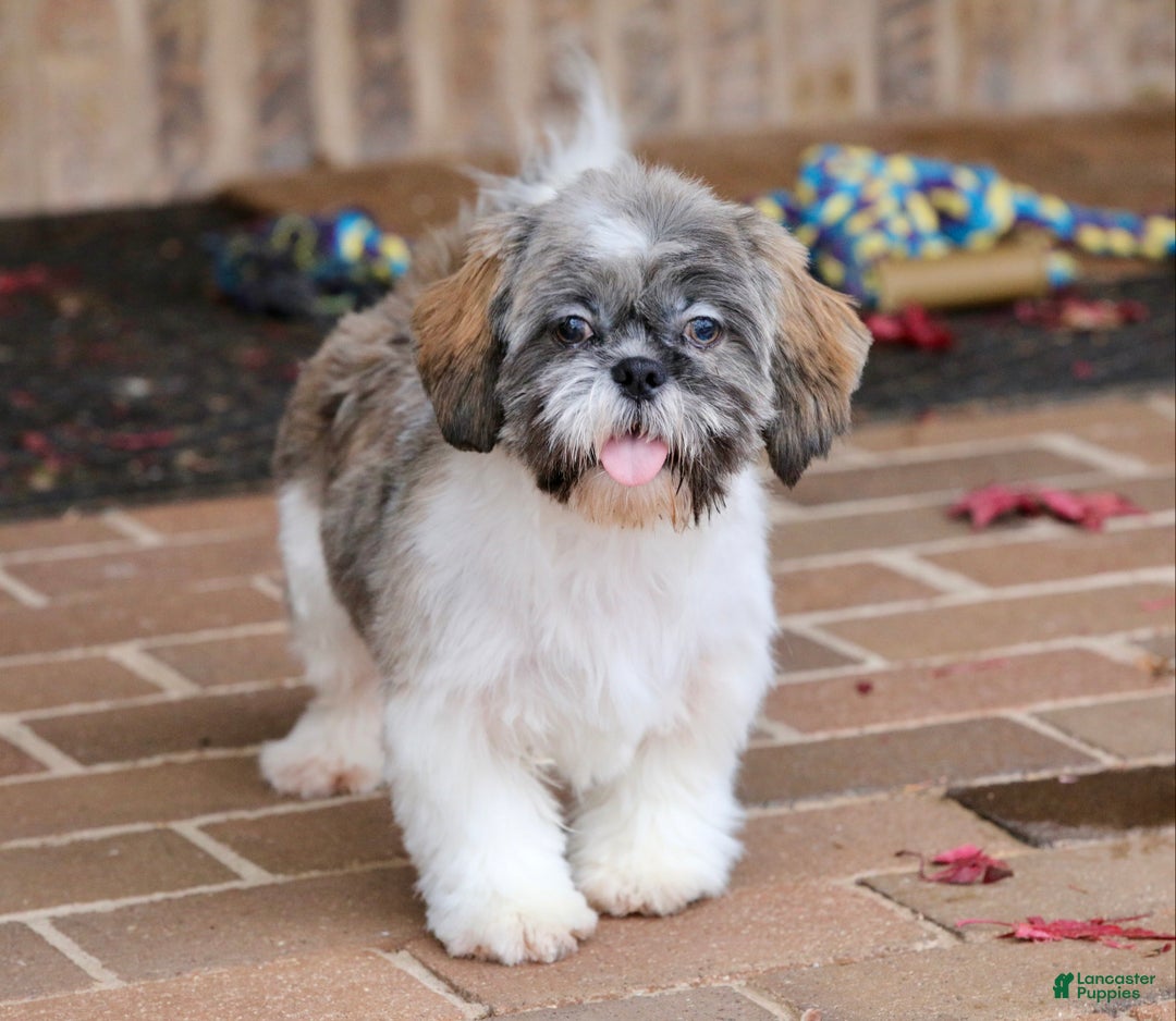 Shih Tzu dogs for sale: Snickers (Neutered) - Ad 13