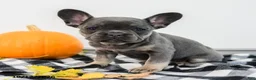 French Bulldog dogs for sale: Alexa - Ad 4