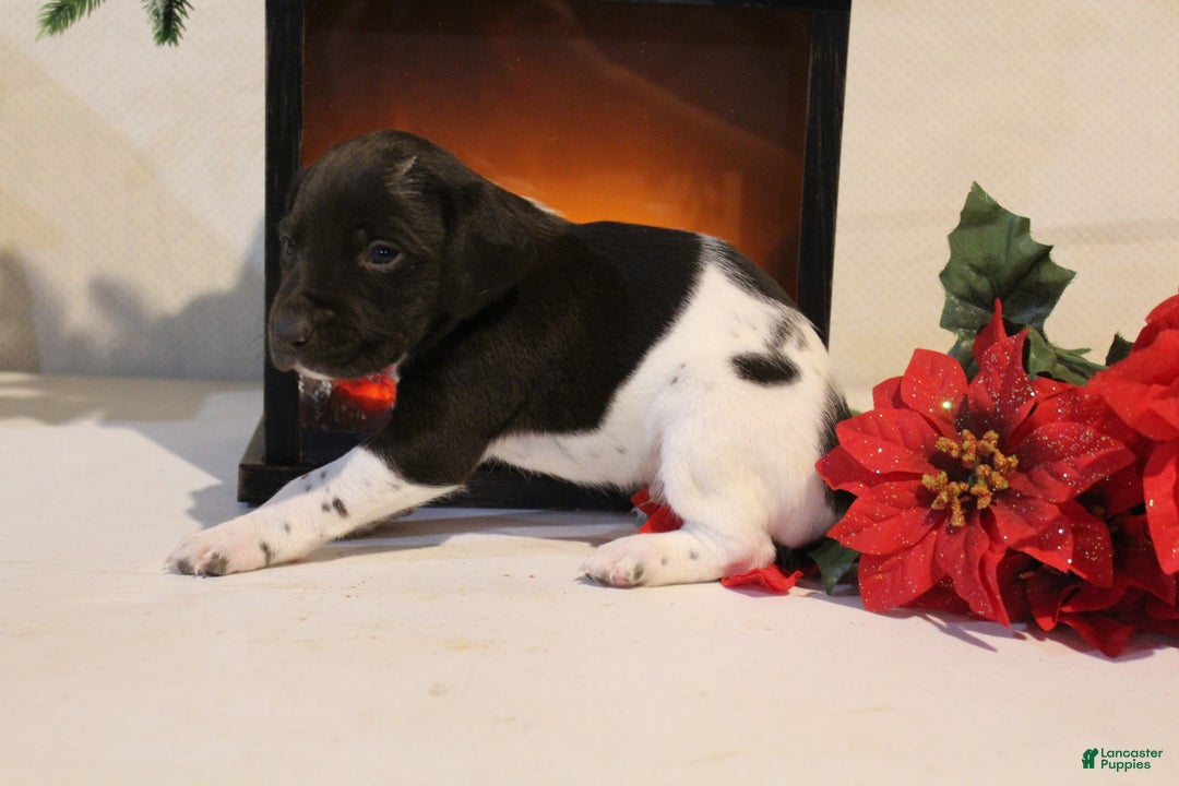 German Shorthaired Pointer dogs for sale: Dasher  - Ad 2