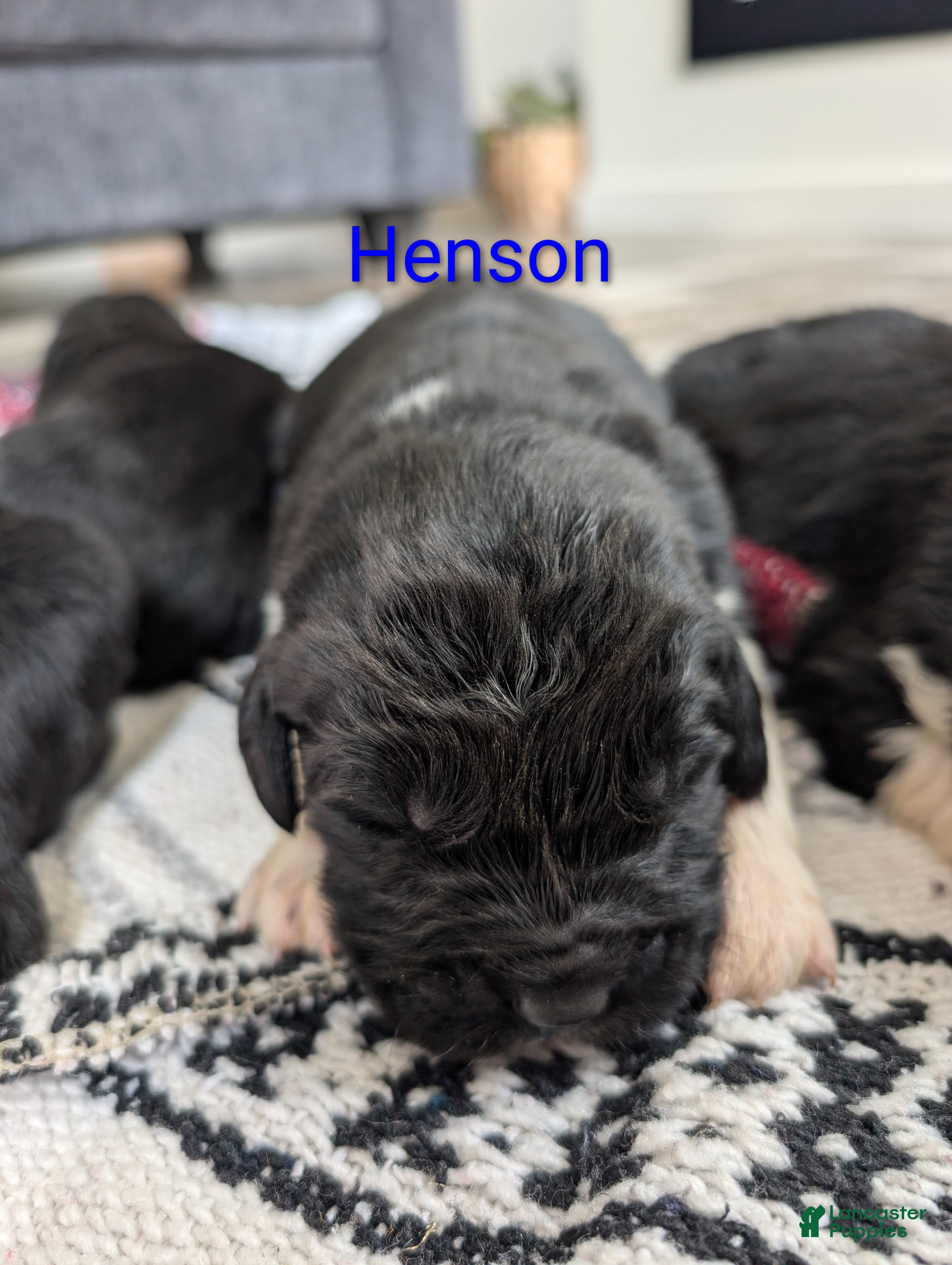 Newfoundland dogs Henson - Ad 18