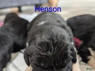 Newfoundland dogs Henson - Ad 18