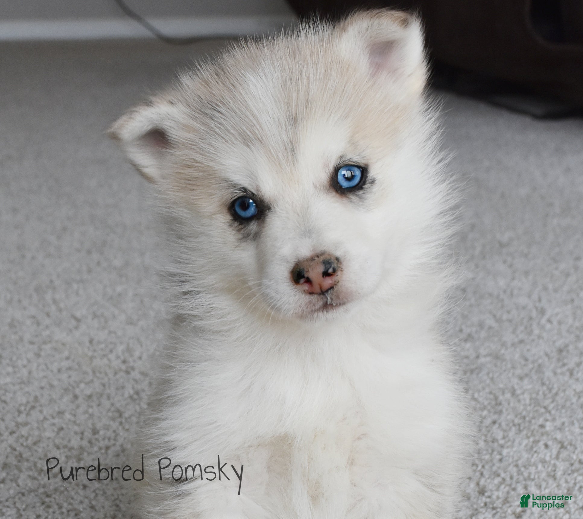 Pomsky dogs Ophelia Merle Pomsky - Ad 26