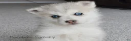 Pomsky dogs for sale: Ophelia Merle Pomsky - Ad 1