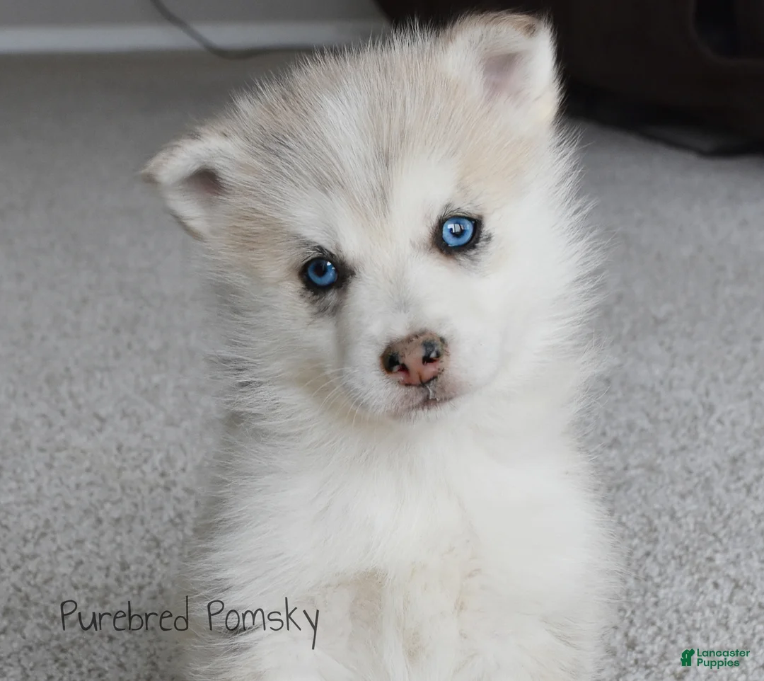 Pomsky dogs for sale: Ophelia Merle Pomsky - Ad 1