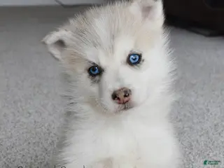 Pomsky dogs Ophelia Merle Pomsky - Ad 2