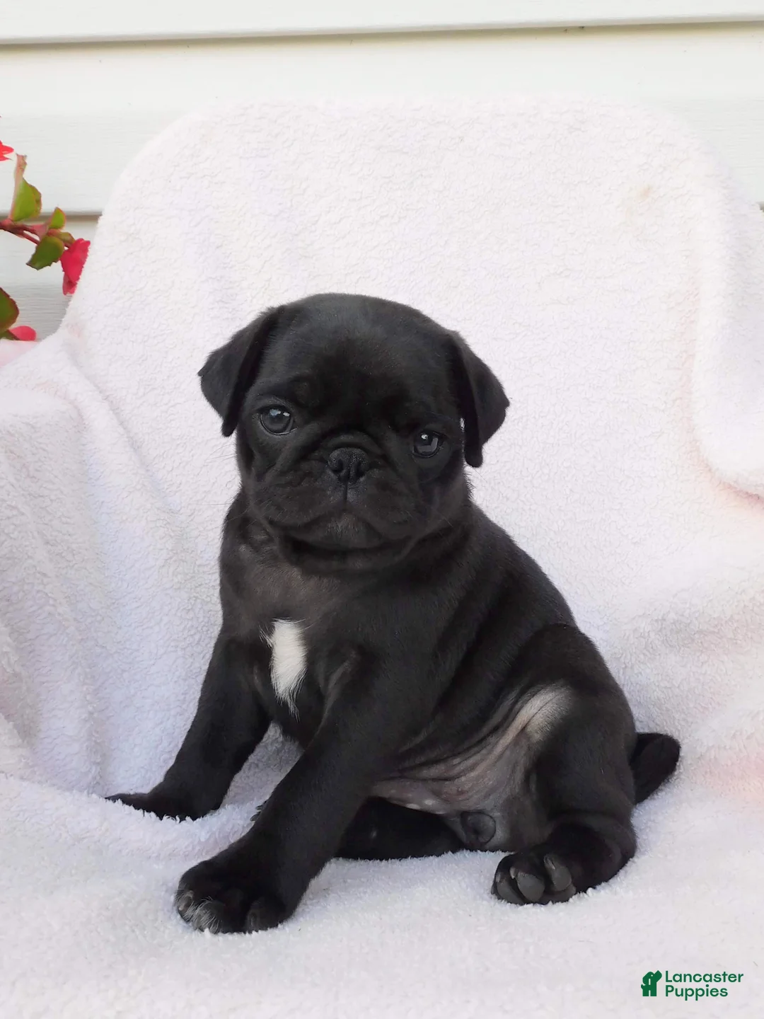 Pug dogs for sale: Bumblebee  - Ad 4