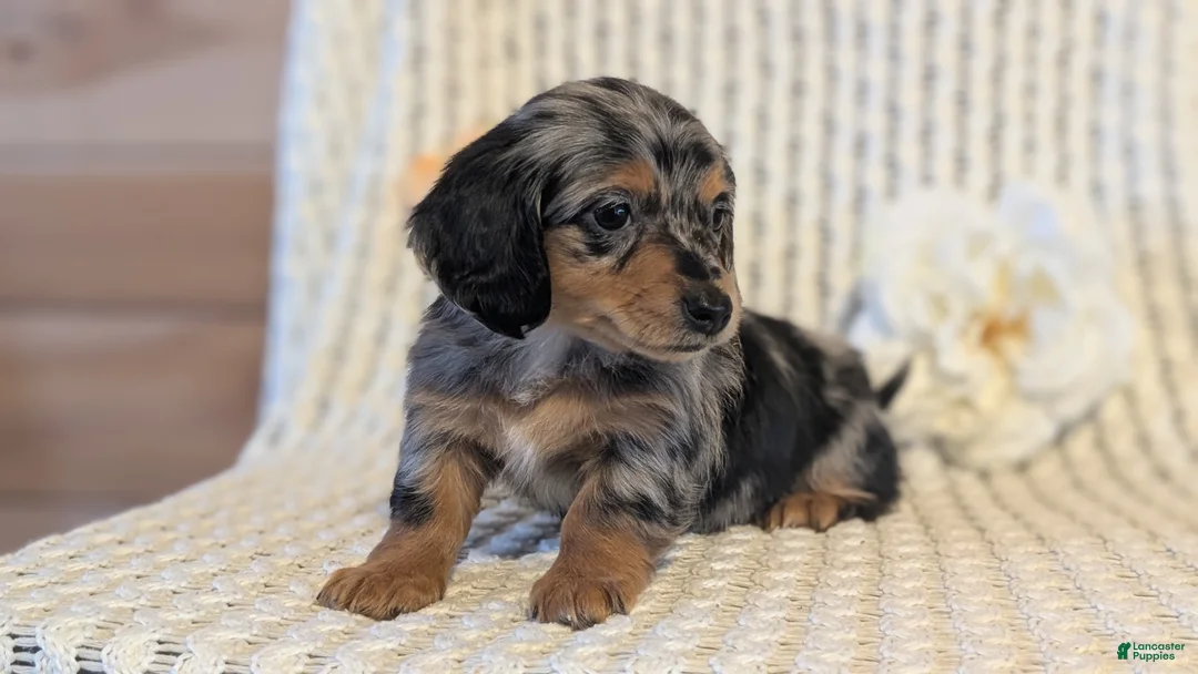 Miniature Dachshund dogs for sale: Lucy - Ad 8