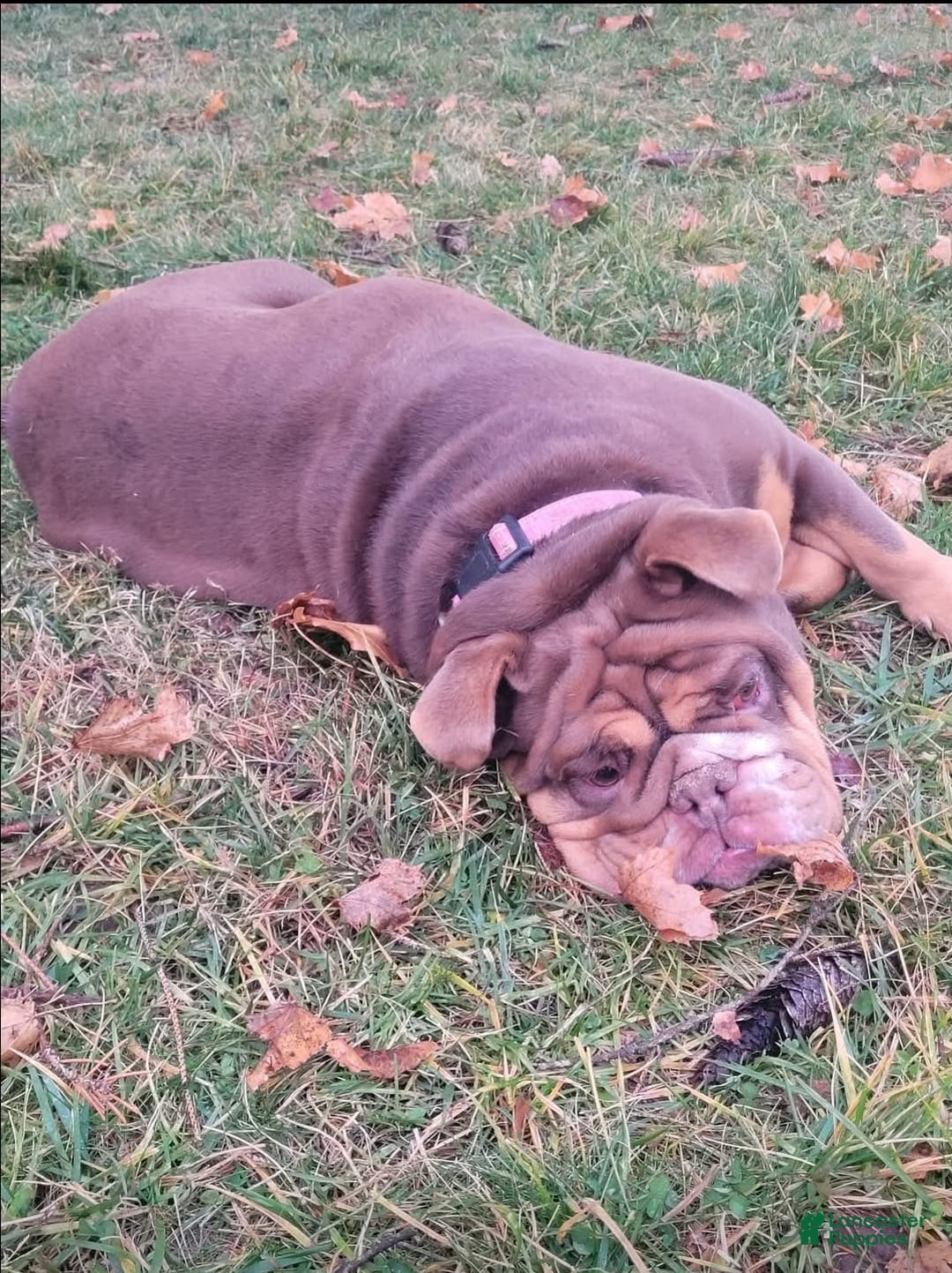 English Bulldog dogs for sale: Dior - Ad 3