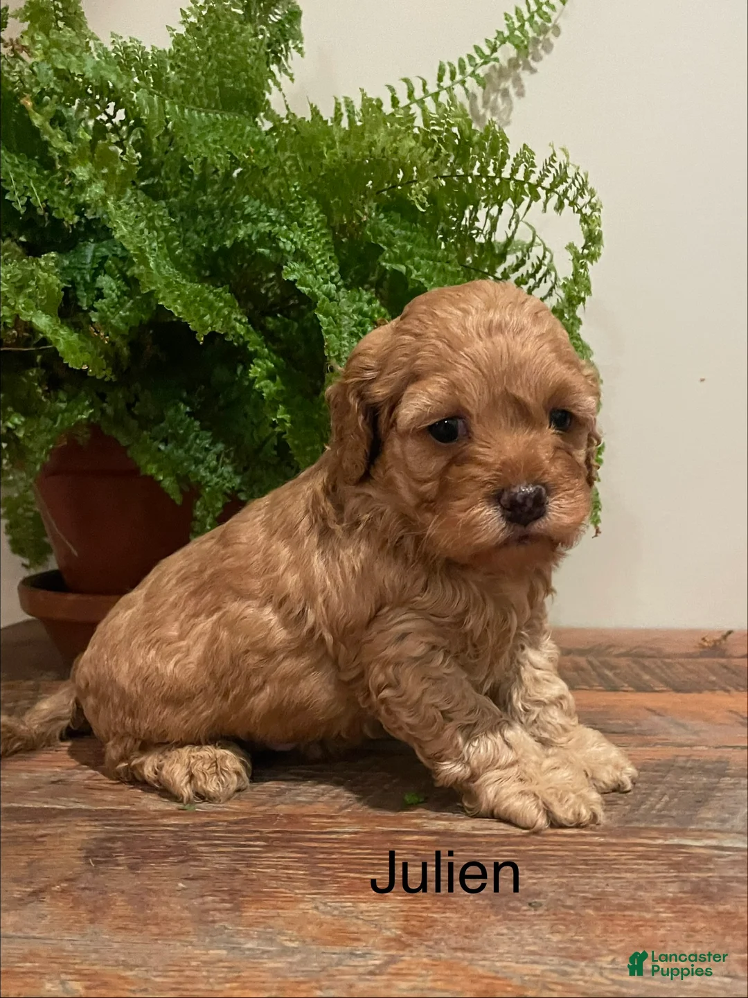 Cockapoo dogs for sale: Julien - Ad 2