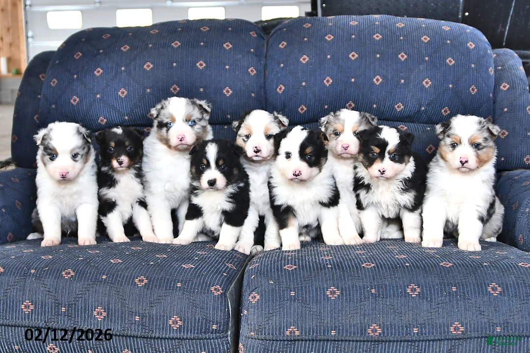 Australian Shepherd dogs for sale: Daisy - Ad 5