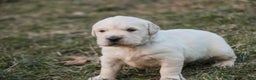Golden Retriever dogs for sale: Rugby - Ad 6
