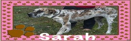 Great Dane dogs for sale: Mark - Ad 24