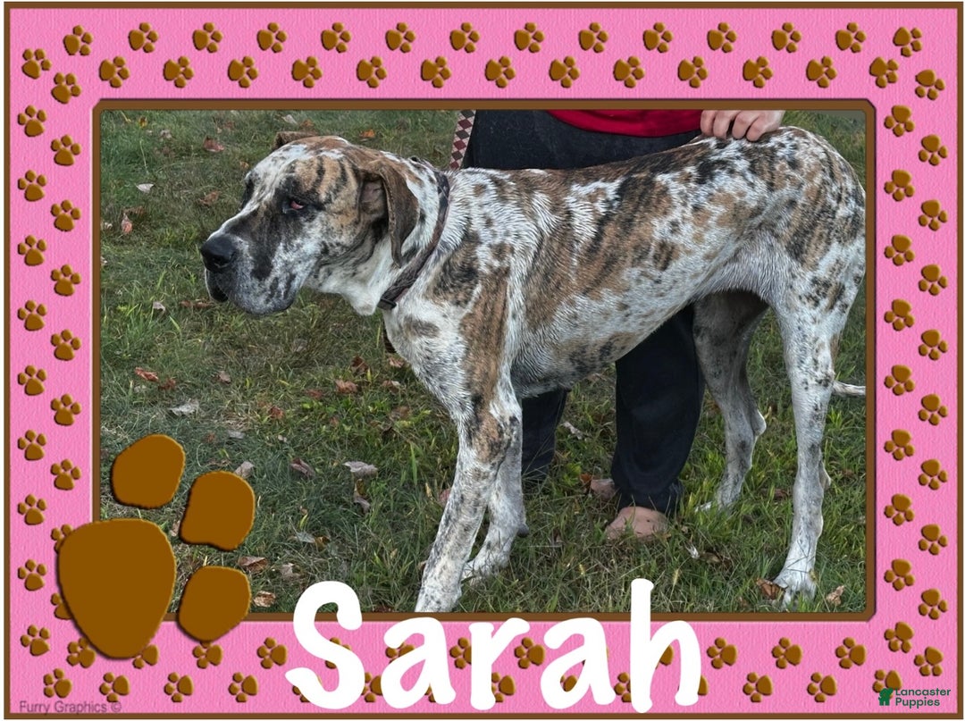 Great Dane dogs for sale: Mark - Ad 24