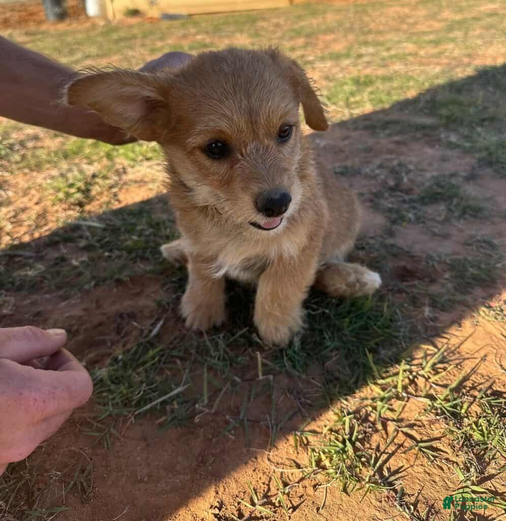 Corgipoo dogs Snickerdoodle - Ad 18