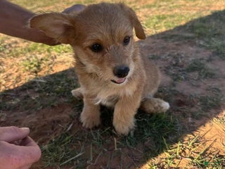 Corgipoo dogs Snickerdoodle - Ad 21