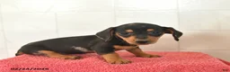 Miniature Dachshund dogs for sale: Fairy  - Ad 3