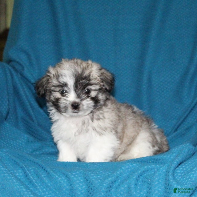 Malshi dogs for sale: Cleo - Ad 2