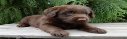 Labradoodle dogs for sale: Bailey  - Ad 6