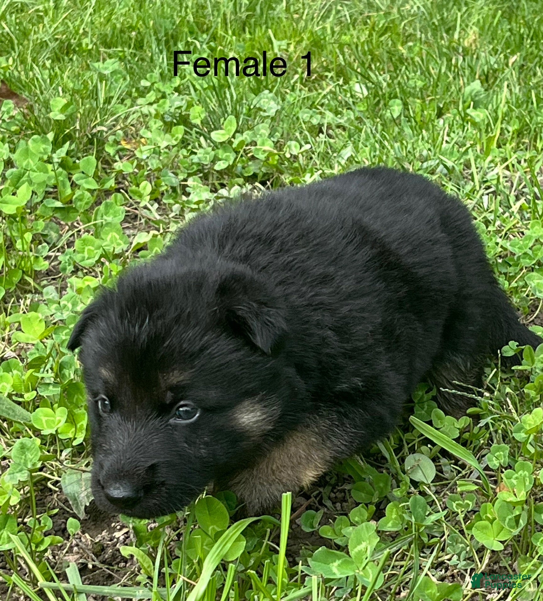 German Shepherd dogs German Shepherd 7 - Ad 1