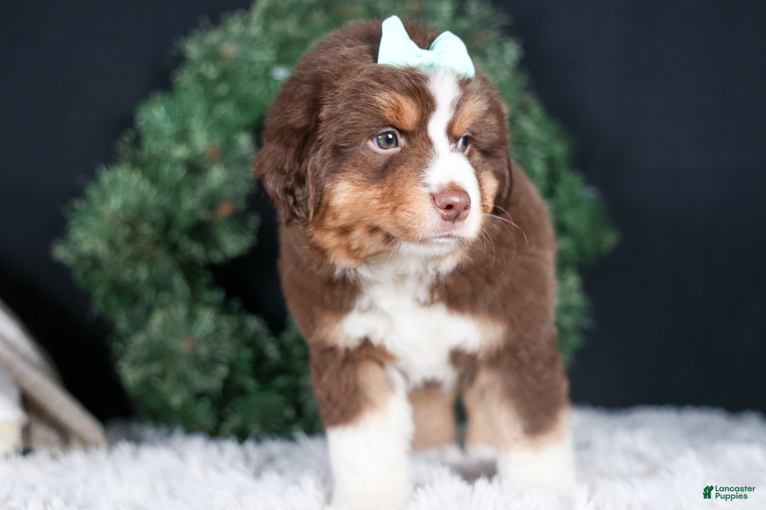 Miniature Australian Shepherd dogs for sale: SHADOW - Ad 4