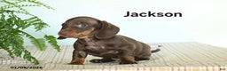 Miniature Dachshund dogs for sale: Jackson - Ad 3