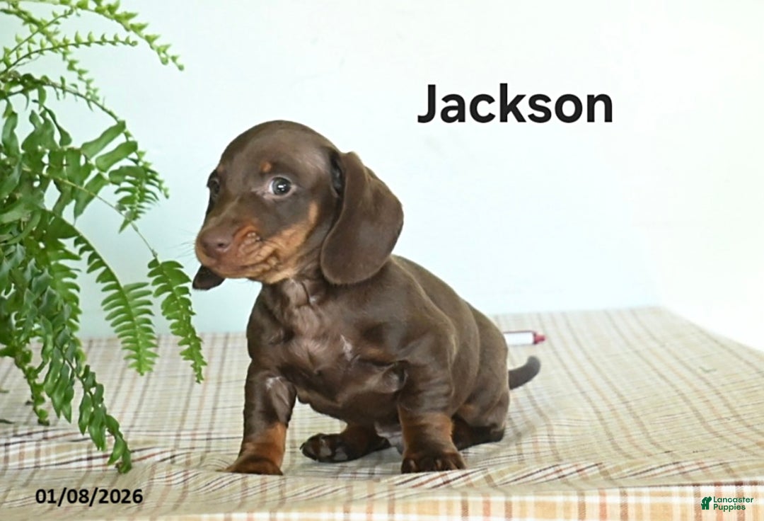 Miniature Dachshund dogs for sale: Jackson - Ad 3