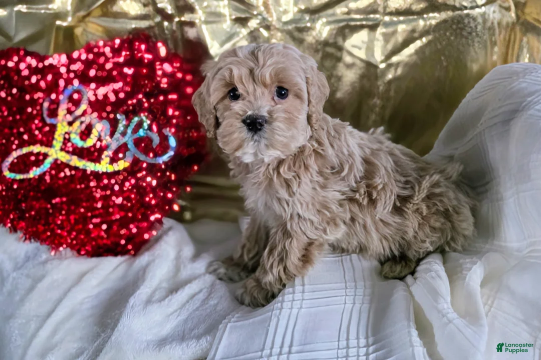 Cockapoo dogs for sale: Fallon - Ad 2