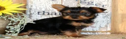 Morkie dogs for sale: Ozzy - Ad 3