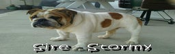 English Bulldog dogs for sale: Amber - Ad 11