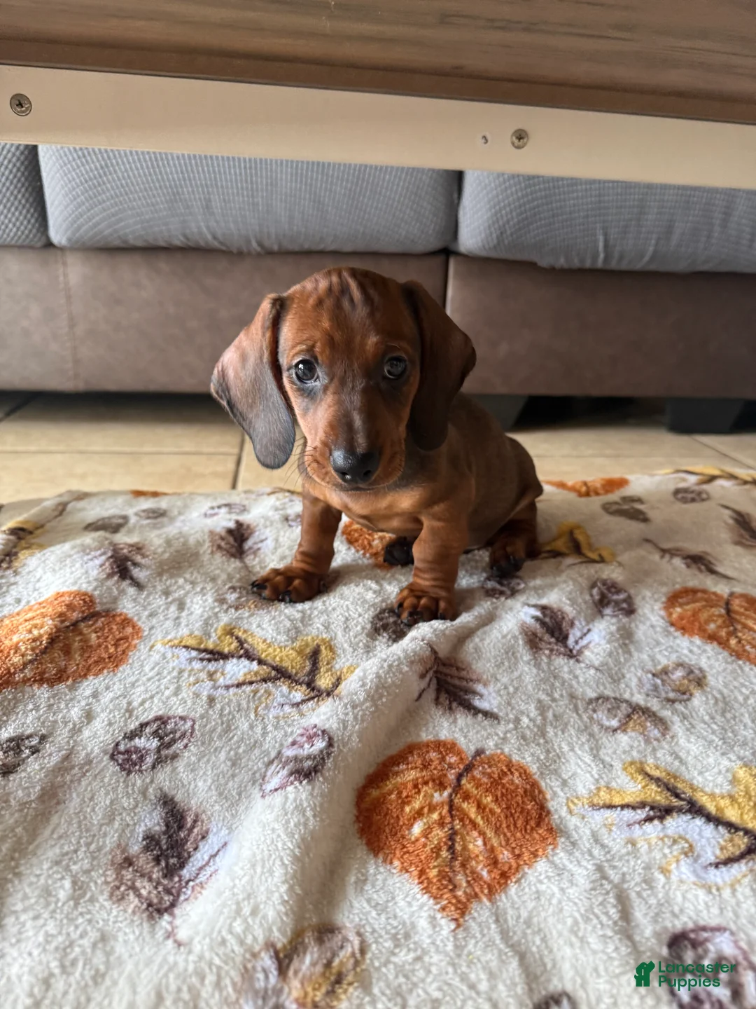 Dachshund dogs for sale: Bo - Ad 2