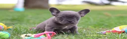 French Bulldog dogs for sale: Lexi - Ad 2
