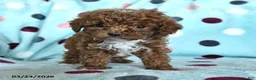 Miniature Poodle dogs for sale: Hansel - Ad 3